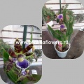 Орхидея Зигопеталум купить в Москве