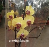 Фаленопсис Фуллер Сансет орхидея О284 купить в Москве