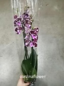 Фаленопсис Биг лип гибрид орхидея О459 купить в Москве