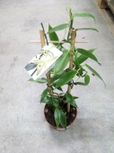 Орхидея Ваниль на решетке О48 купить в Москве