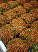 Нертера ягодки оранжевая Астрид  KR219 купить в Москве