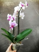 Фаленопсис Литтл Роттердам орхидея О423 купить в Москве