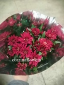 Хризантема красная кустовая в горшке OG795 купить в Москве