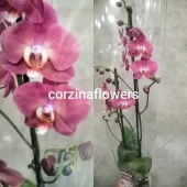 Орхидея Фаленопсис гибрид 222 О222 купить в Москве