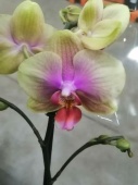 Фаленопсис Бэлла Хелена орхидея О647 купить в Москве