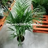  Хризалидокарпус, пальма 130-140 см арека KR584 купить в Москве