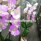 Орхидея Дендробиум Санок Розовый О199 купить в Москве