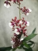 Онцидиум Черри бэби орхидея О585 купить в Москве