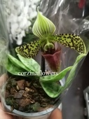 Пафиопедилум Сукхакула орхидея O334 купить в Москве
