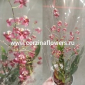 Орхидея Онцидиум твинкл красная фантазия О113 купить в Москве