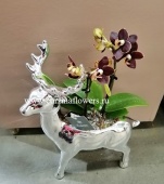 Орхидея Фаленопсис микс в кашпо олени KM163 купить в Москве