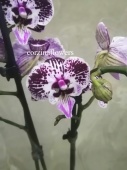 Фаленопсис орхидея гибрид О280 купить в Москве