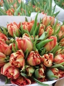 50 шт пионовидных тюльпан Дабл Викинг срезка SR259 купить в Москве