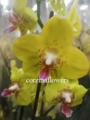 Фаленопсис Эдита орхидея О391 купить в Москве