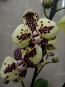 Фаленопсис гибрид орхидея О836 купить в Москве
