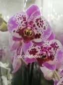 Фаленопсис гибрид орхидея О466 купить в Москве
