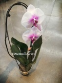 Фаленопсис Джей Пи Эм каскад орхидея О232 купить в Москве