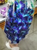 Дендробиум сине-фиолетовый срезка орхидея SR677 купить в Москве