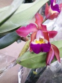 Орхидея Каттлея красно-фиолетовая О593 купить в Москве