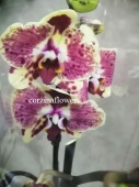 Фаленопсис Экзотик пунш орхидея О278 купить в Москве