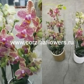 Орхидея Фаленопсис мультифлора Пикачу в керамике KM101 купить в Москве