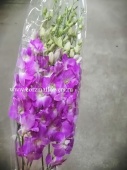 Орхидеи Дендробиум сиреневый 9 шт срезка SR129 купить в Москве