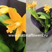 Орхидея каттлея Йонг Мин оранжевая О179 купить в Москве