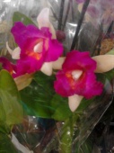 Каттлея розово-кремовая орхидея О510 купить в Москве