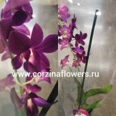 Дендробиум Санок Пёрпл Хеппинесс орхидея О202 купить в Москве