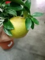 Цитрус Грейпфрут купить в Москве