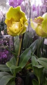 Пафиопедилум крупноцветковый желтый орхидея O972 купить в Москве