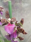 Камбрия орхидея О245 купить в Москве