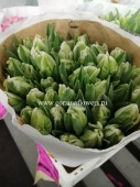 Уайт Пэррот 50 шт бело-зеленых тюльпанов SR298 купить в Москве
