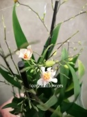 Орхидея онцидиум твинкл розовый О312 купить в Москве
