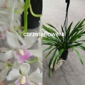 Цимбидиум Каскад  бело-розовый подвесной орхидея О415 купить в Москве