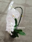 Фаленопсис Формидабло 80-100см орхидея KM577 купить в Москве