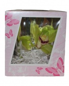 Орхидея цимбидиум в коробке на 14 февраля и 8 марта SR164 купить в Москве
