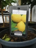 Цитрус Лимон Империал (Lipo) штамбовая 60-70см KR3190 купить в Москве