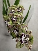 Цимбидиум Тигринум орхидея О446 купить в Москве