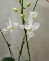 Орхидея Доритаенопсис купить в Москве