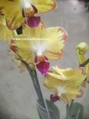 Орхидея Фаленопсис Папагайо О452 купить в Москве