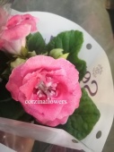Глоксиния розовая махровая растение DZ425 купить в Москве
