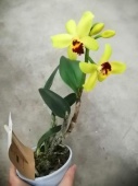 Каттлея желто-зеленая орхидея О713 купить в Москве