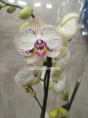 Фаленопсис орхидея гибрид О279 купить в Москве