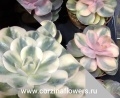 Эхеверии, каменные розы, эчеверии суккуленты Эхеверии, каменные розы, эчеверии суккуленты