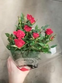 Роза кордана Мэнди в горшке DZ720 купить в Москве