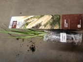 Кортадерия белая помпасная трава корневища OG259 купить в Москве