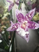 Камбрия орхидея О259 купить в Москве
