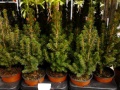 Ель саженцы для сада Ель саженцы для сада