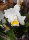 Орхидея каттлея warneri Alvinha белая О557 купить в Москве